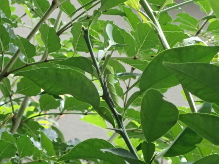 2021年6月下旬~7月 埼玉県北部拙宅の虫観察_c0353632_06585405.jpg