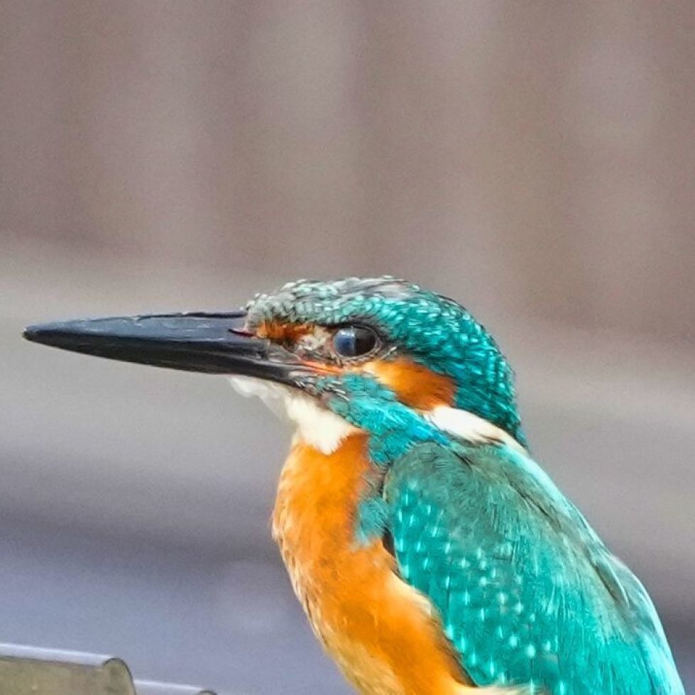 カワセミの瞬膜 カワセミ博士の撮影散歩 舞鶴市