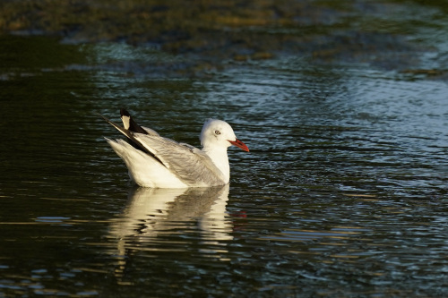 Silver Gull_c0136654_22131356.jpeg