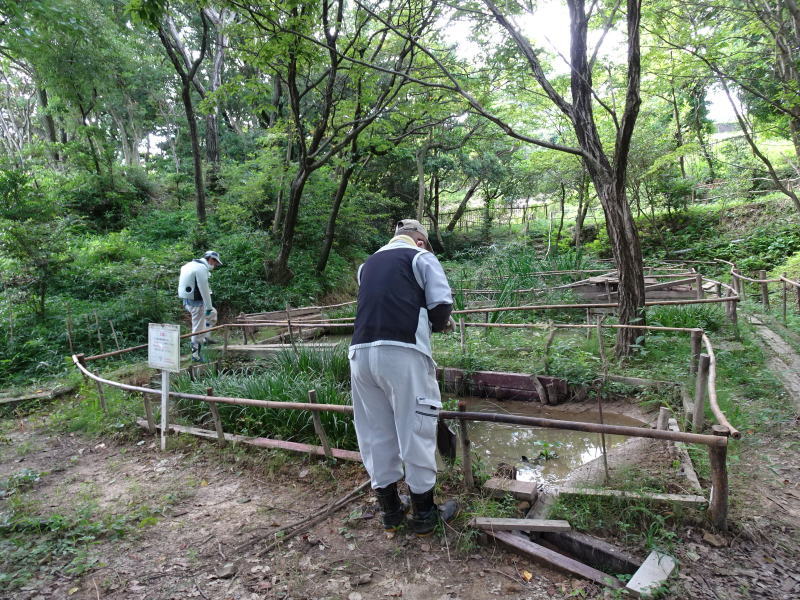 草たちとの格闘が続く・・・うみべの森_c0108460_14131061.jpg