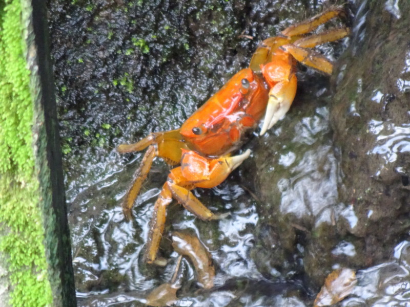 草たちとの格闘が続く・・・うみべの森_c0108460_14224025.jpg