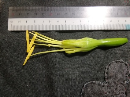竜の花…_b0368362_14492905.jpg