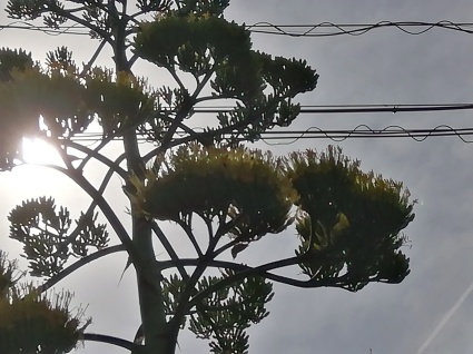 竜の花…_b0368362_14505125.jpg