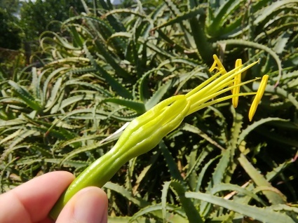 竜の花…_b0368362_20252294.jpg