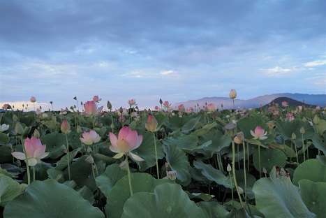 夜明けの蓮 藤原京跡 峰さんの山あるき