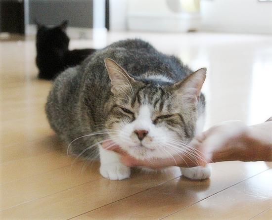 我が家の4連休_a0389088_18443551.jpg