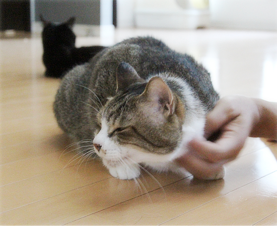我が家の4連休_a0389088_18443584.jpg