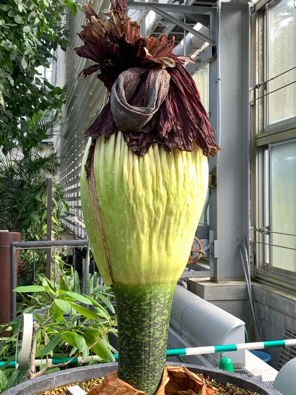 京都府立植物園 ショクダイオオコンニャクその後 心のままに