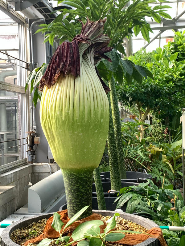 京都府立植物園 ショクダイオオコンニャクその後 心のままに