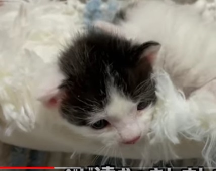 Youtube 余命短い老猫とベビ達は元気です A Mother Cat And Kittens Npo法人 府中猫の会 Youtube 余命短い老猫とベビ達は元気です A Mother Cat And Kittens Npo法人 府中猫の会