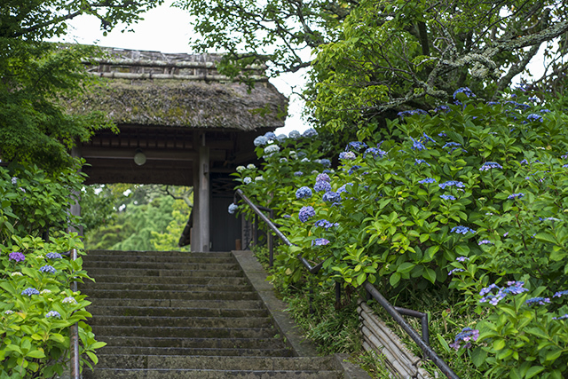 東慶寺の紫陽花 エーデルワイスブログ