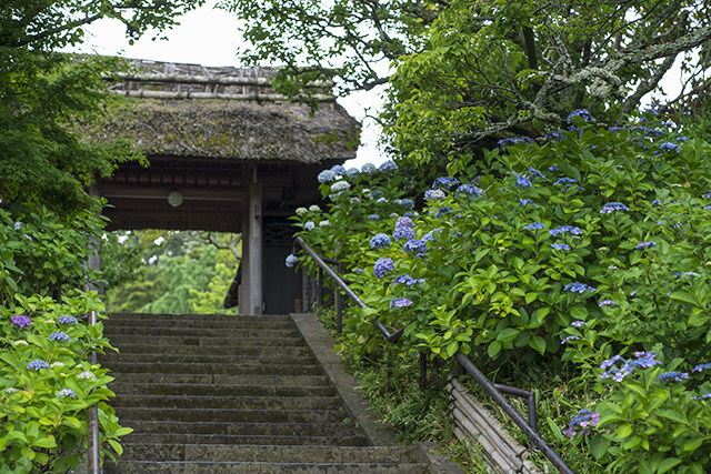 東慶寺の紫陽花 エーデルワイスブログ 東慶寺の紫陽花 エーデルワイスブログ