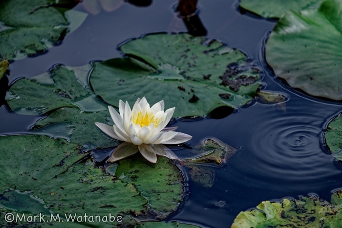 おたまや公園の睡蓮_e0135098_06474834.jpg
