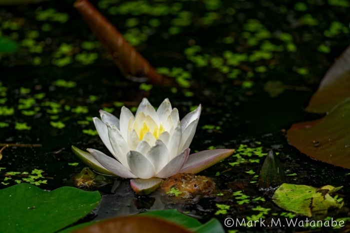 おたまや公園の睡蓮_e0135098_06475842.jpg