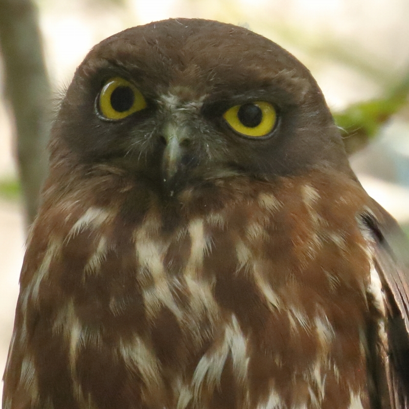 都心の公園にアオバズクのカップル。子育てはこれからでしょうか？_b0291402_20384339.jpg