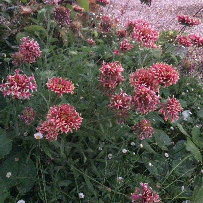 夜8時前に撮った庭の花_c0404712_22005210.jpg