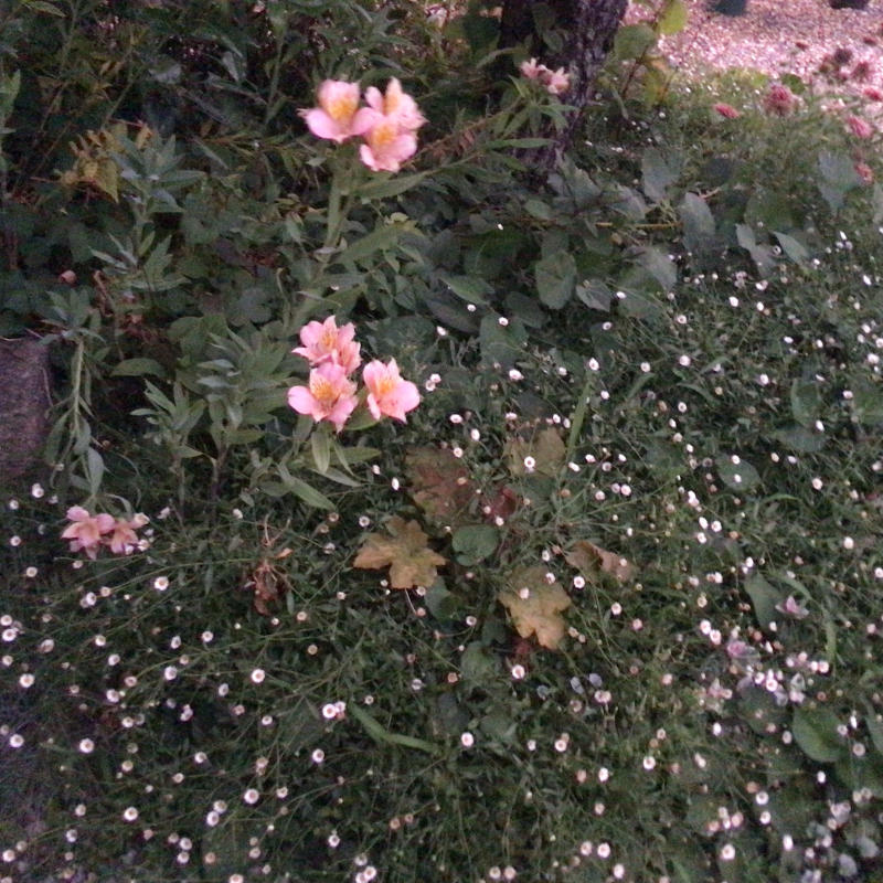 夜8時前に撮った庭の花_c0404712_22010590.jpg