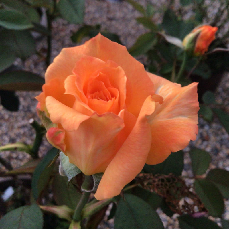 夜8時前に撮った庭の花_c0404712_22011056.jpg
