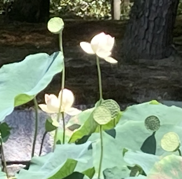 京都へ。_a0098418_08272731.jpg