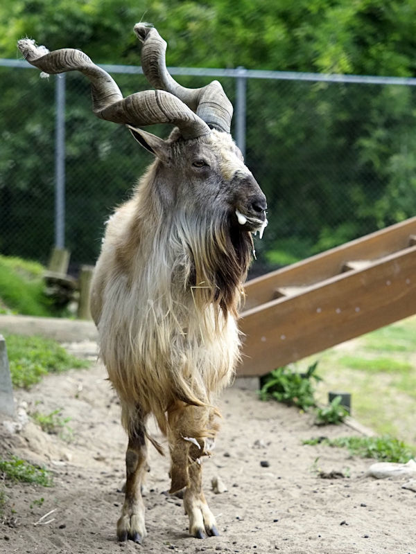 マーコールの角は役に立つ 動物園放浪記