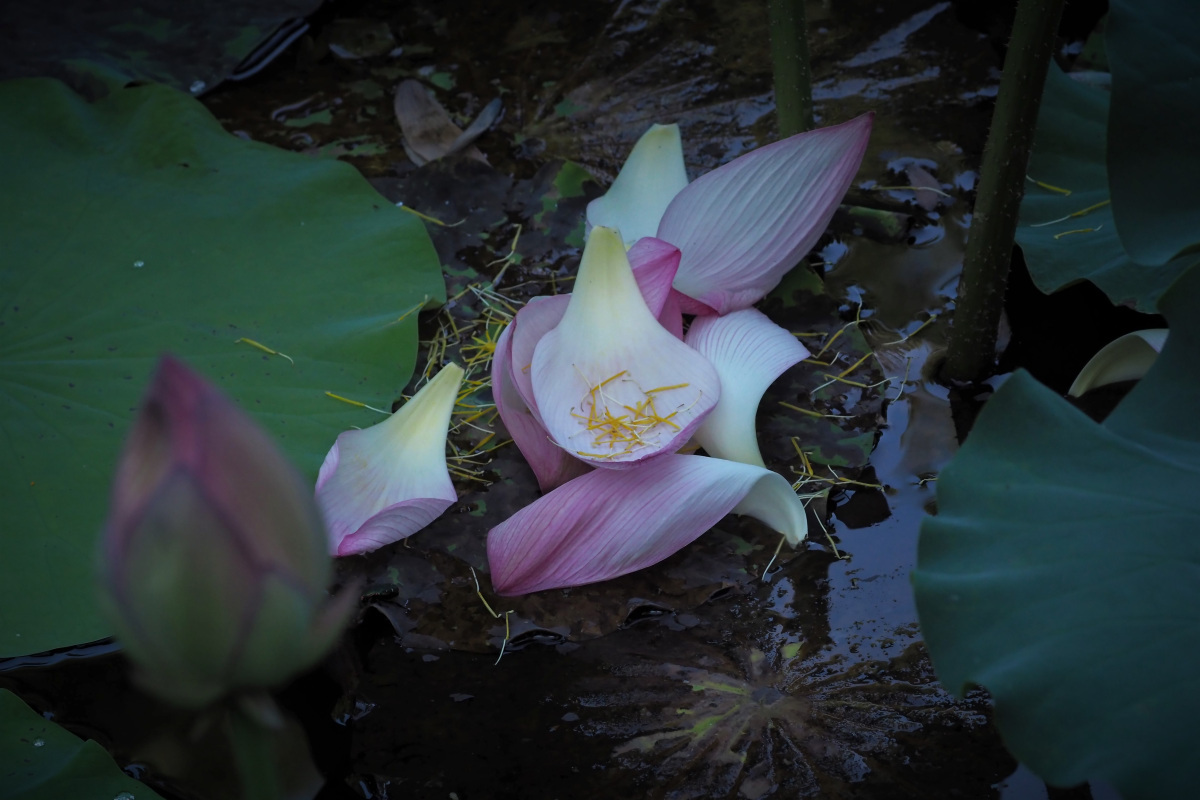 小倉池の蓮_a0347635_08432668.jpg