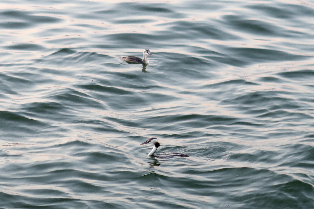 夕焼けの湖と空腹に鳴く雛と親鳥と、トラジメーノ湖_f0234936_01323065.jpg