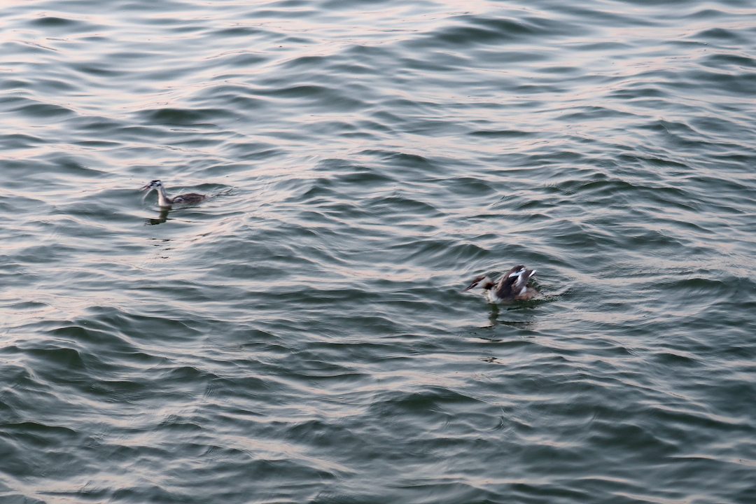 夕焼けの湖と空腹に鳴く雛と親鳥と、トラジメーノ湖_f0234936_01330126.jpg