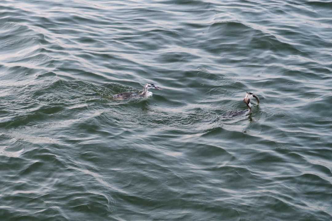 夕焼けの湖と空腹に鳴く雛と親鳥と、トラジメーノ湖_f0234936_01332878.jpg