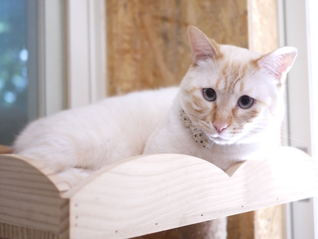 猫のお留守番 チムくん編。_a0143140_23565330.jpg