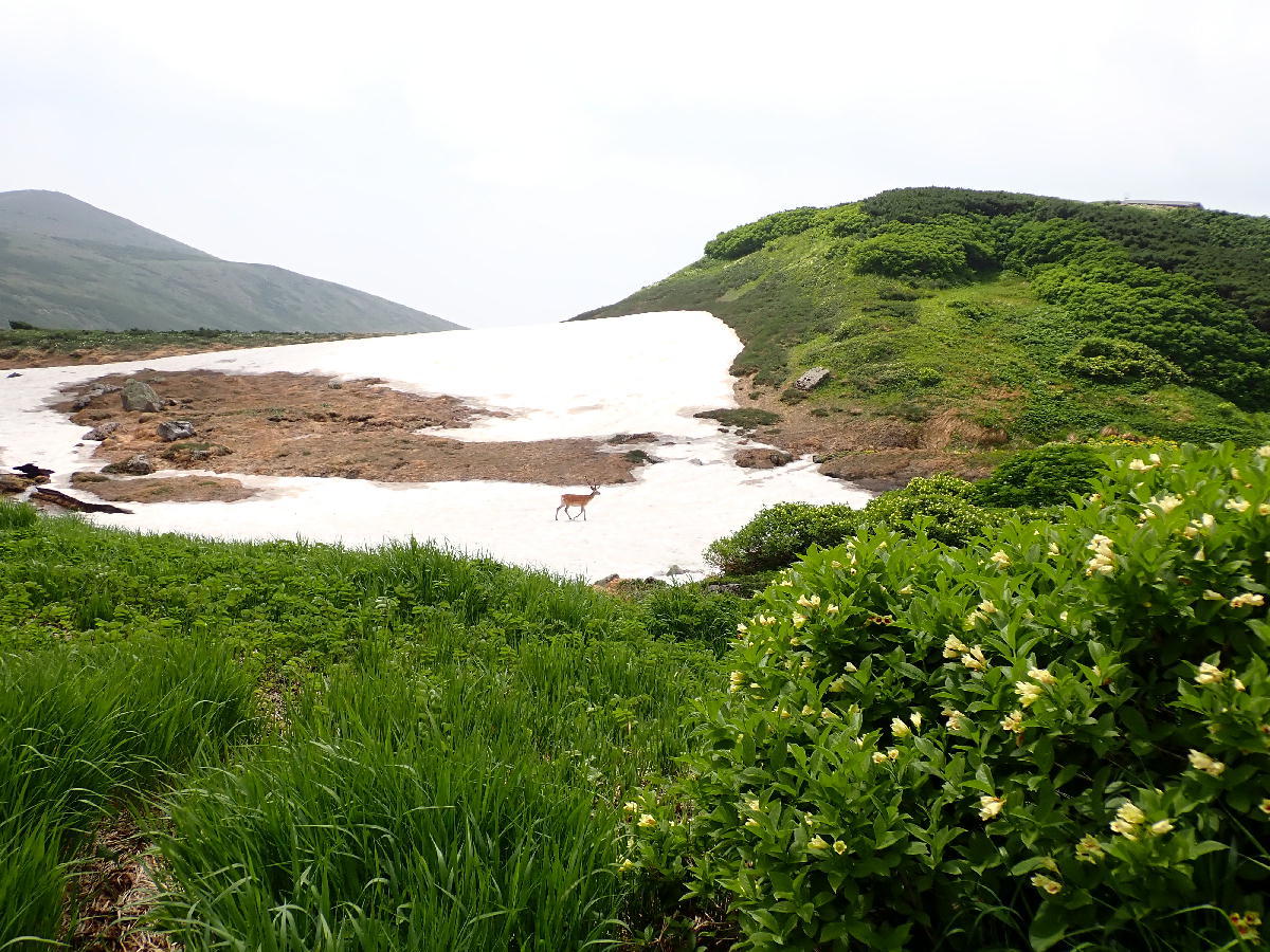 白雲岳2230m～白雲岳から避難小屋　2021.07.24_e0352951_05094178.jpg