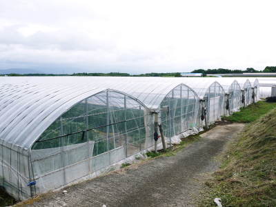 匠が育て上げた至高の逸品!令和3年夏出荷の熊本産高級マスクメロンを数量限定で販売中!_a0254656_18233057.jpg
