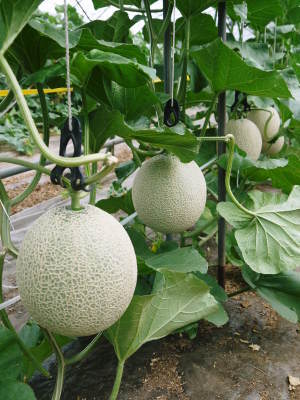 匠が育て上げた至高の逸品!令和3年夏出荷の熊本産高級マスクメロンを数量限定で販売中!_a0254656_18241119.jpg