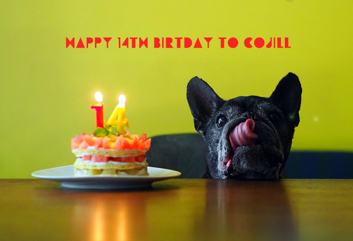happy 14th birthday to cojill_e0243765_08392960.jpg