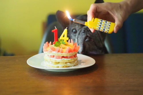 happy 14th birthday to cojill_e0243765_08433616.jpg