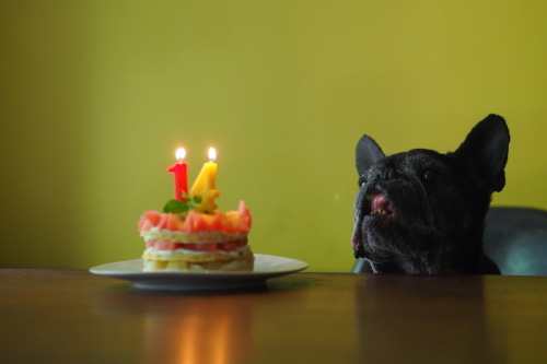 happy 14th birthday to cojill_e0243765_08434770.jpg
