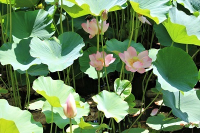 弘前公園蓮池のハス_2021.07.26撮影_d0131668_14104079.jpg
