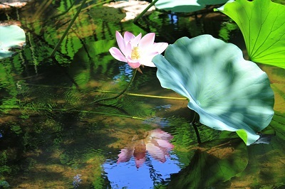 弘前公園蓮池のハス_2021.07.26撮影_d0131668_14120130.jpg
