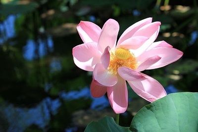 弘前公園蓮池のハス_2021.07.26撮影_d0131668_14123642.jpg