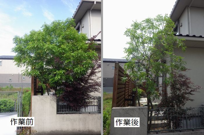 シマトネリコの剪定 京都市庭木剪定 庭 佳niwaka 庭木1本からの植木屋 シマトネリコの剪定 京都市庭木剪定 庭 佳niwaka 庭木1本からの植木屋