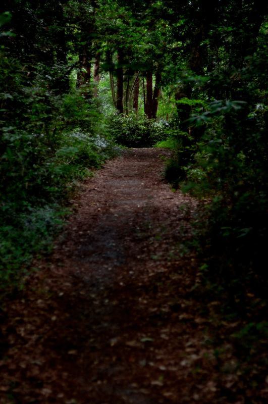 週末の智光山公園‥‥NIKON D40_d0394696_21404165.jpg