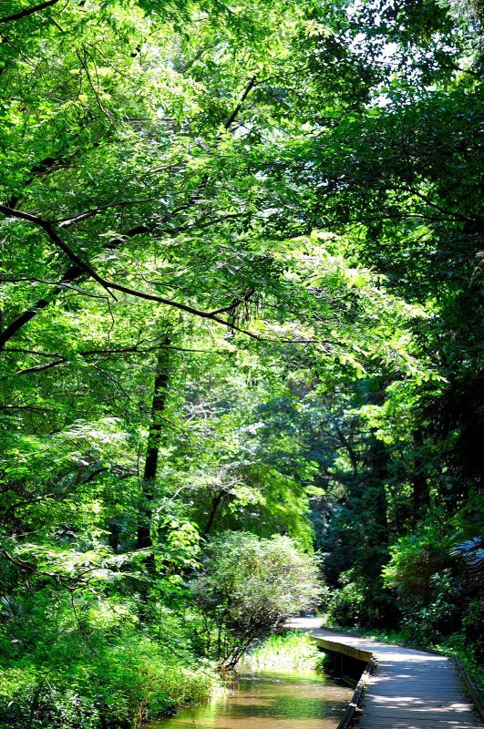 週末の智光山公園‥‥NIKON D40_d0394696_21440223.jpg