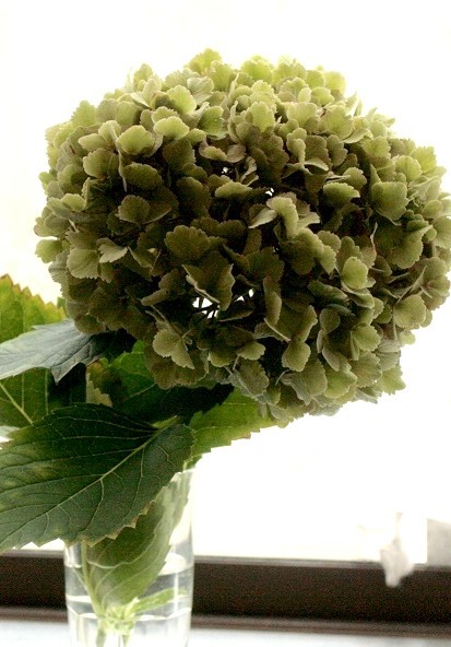 紫陽花が緑になった 写録番外編
