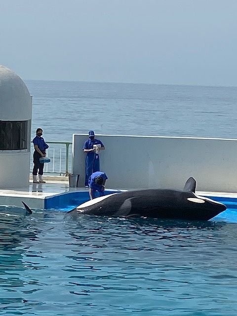 鴨川シーワールド 夜の水族館探検 一泊旅行 21 7 11 12 マックスママの楽しい時間 鴨川シーワールド 夜の水族館探検 一泊旅行 21 7 11 12 マックスママの楽しい時間