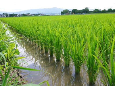 七城米 熊本県菊池市七城町の「長尾農園」さんのお米は今年も見事に美しすぎる田んぼで元気に成長中!_a0254656_17351065.jpg