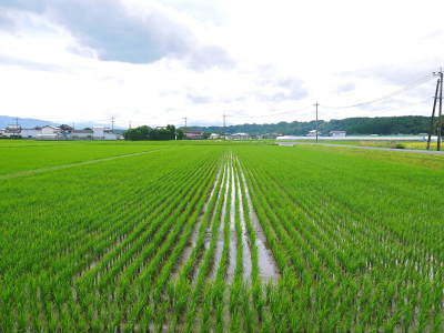 七城米 熊本県菊池市七城町の「長尾農園」さんのお米は今年も見事に美しすぎる田んぼで元気に成長中!_a0254656_17392043.jpg