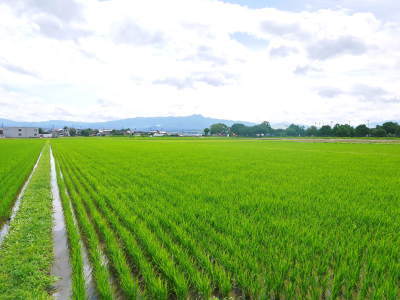 七城米 熊本県菊池市七城町の「長尾農園」さんのお米は今年も見事に美しすぎる田んぼで元気に成長中!_a0254656_17432202.jpg