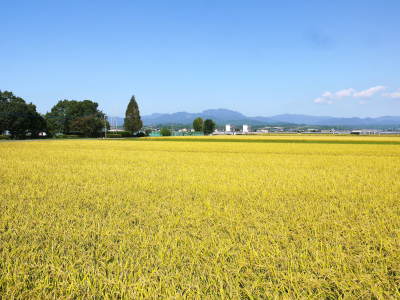 七城米 熊本県菊池市七城町の「長尾農園」さんのお米は今年も見事に美しすぎる田んぼで元気に成長中!_a0254656_17455532.jpg