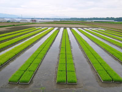 七城米 熊本県菊池市七城町の「長尾農園」さんのお米は今年も見事に美しすぎる田んぼで元気に成長中!_a0254656_17465999.jpg