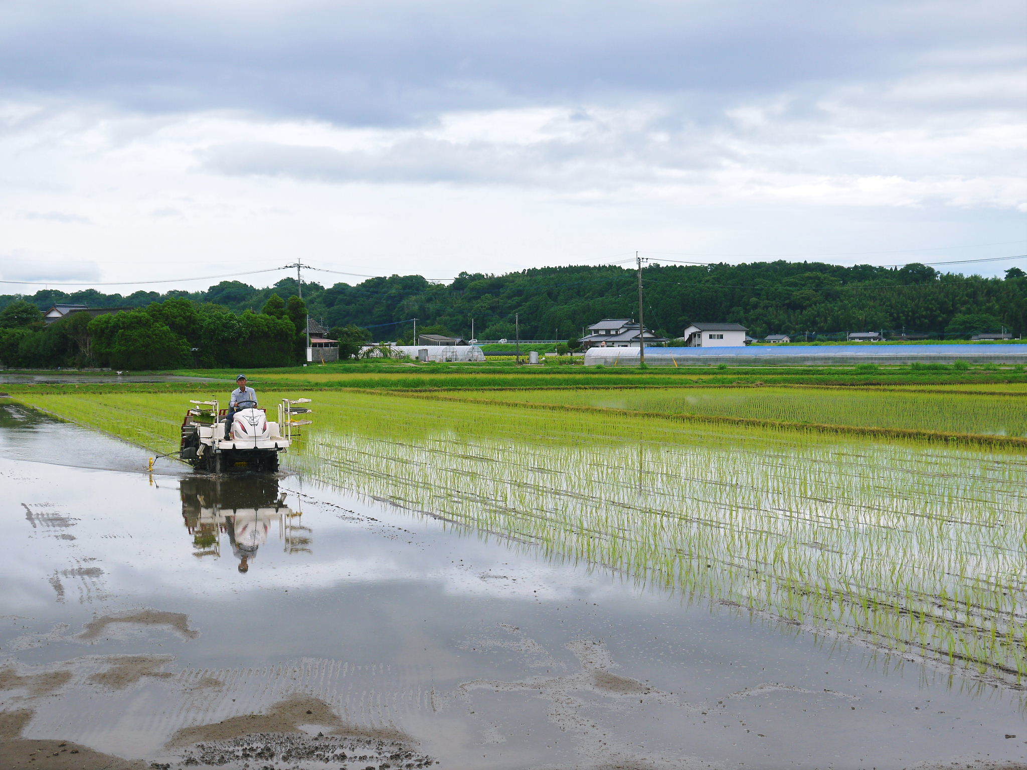 七城米 熊本県菊池市七城町の「長尾農園」さんのお米は今年も見事に美しすぎる田んぼで元気に成長中!_a0254656_17504995.jpg