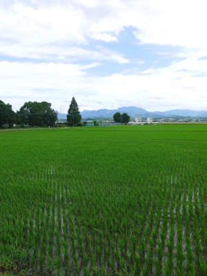 七城米 熊本県菊池市七城町の「長尾農園」さんのお米は今年も見事に美しすぎる田んぼで元気に成長中!_a0254656_17535822.jpg